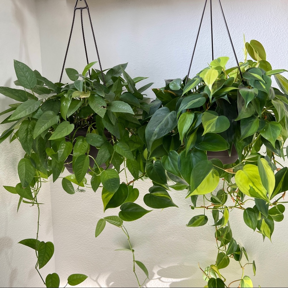 Vining plants bundle (peperomia hope, philo Brasil, marble queen, cebu blue) - Picture 4 of 5